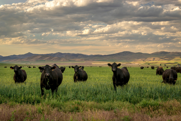 Herd of Black Angus cattle in grass field with evening sky.